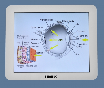Retina Education 2
