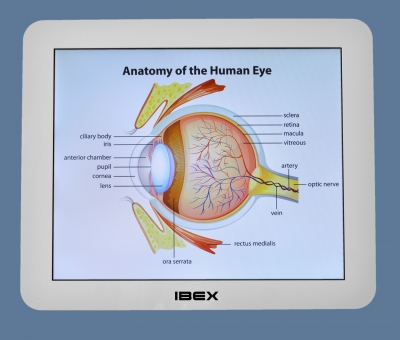 Eye Anatomy